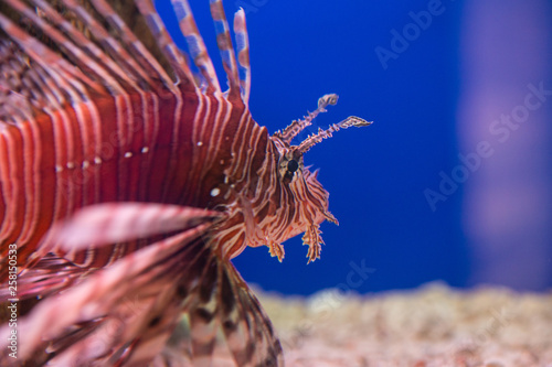 Lionfish-Zebra, or Zebra fish, or striped lionfish lat. Pterois volitans is a fish of the Scorpion family. photo