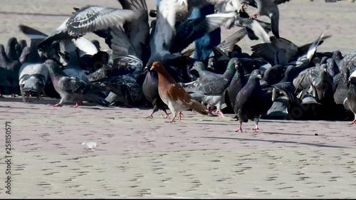 Many birds feed in the town square
