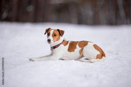 Fototapeta Naklejka Na Ścianę i Meble -  Jack Russell Terrier breed dog with winter forest
