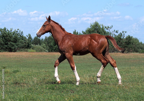 The elegant chestnut foal running a wide trot on a meadow