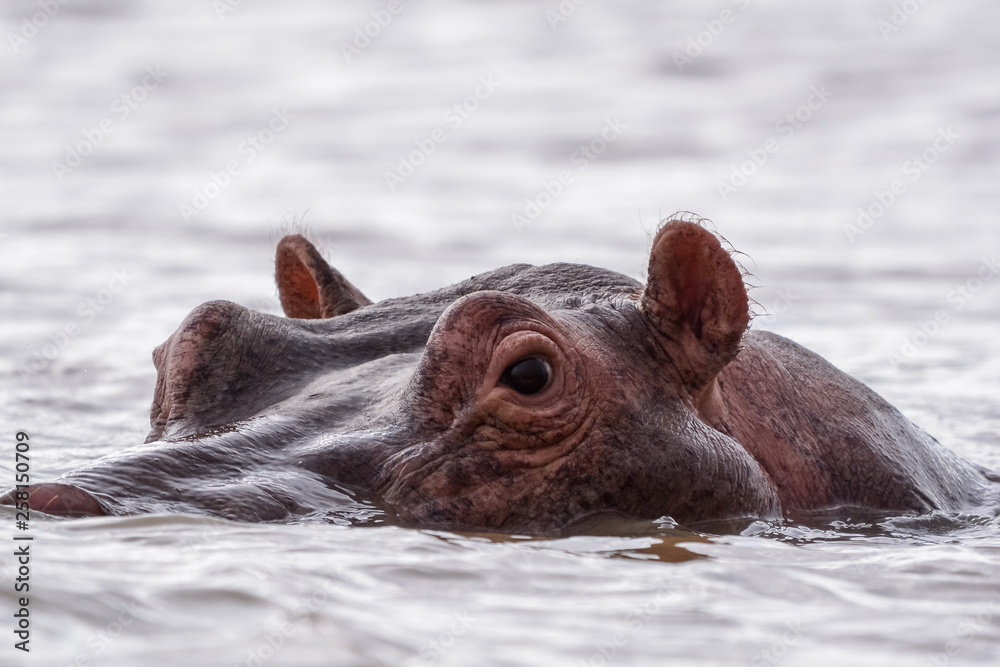 Fototapeta premium Portrait Hyppo in Chamo lake