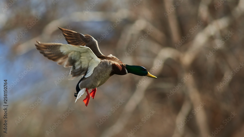 Obraz premium Wildlife