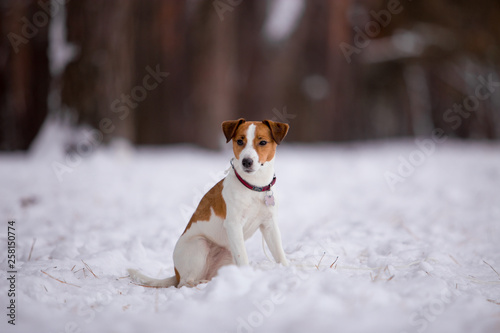 Fototapeta Naklejka Na Ścianę i Meble -  Jack Russell Terrier breed dog with winter forest