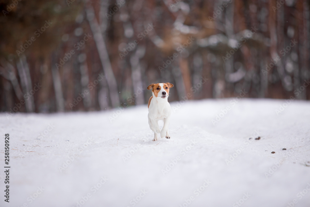 Jack Russell Terrier breed dog with winter forest Jack Russell Terrier breed dog with winter forest