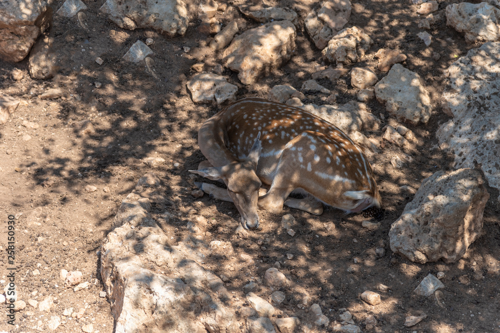 Deers laying down and rest with pigeons and mynas. Deers eating grass on a hot day. Deers laying down and rest with pigeons and mynas. Deers eating grass on a hot day.