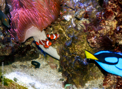 clown fish, aquarium, orange, black, white, yellow blue, Nemo, Marlin,  Sea anemone