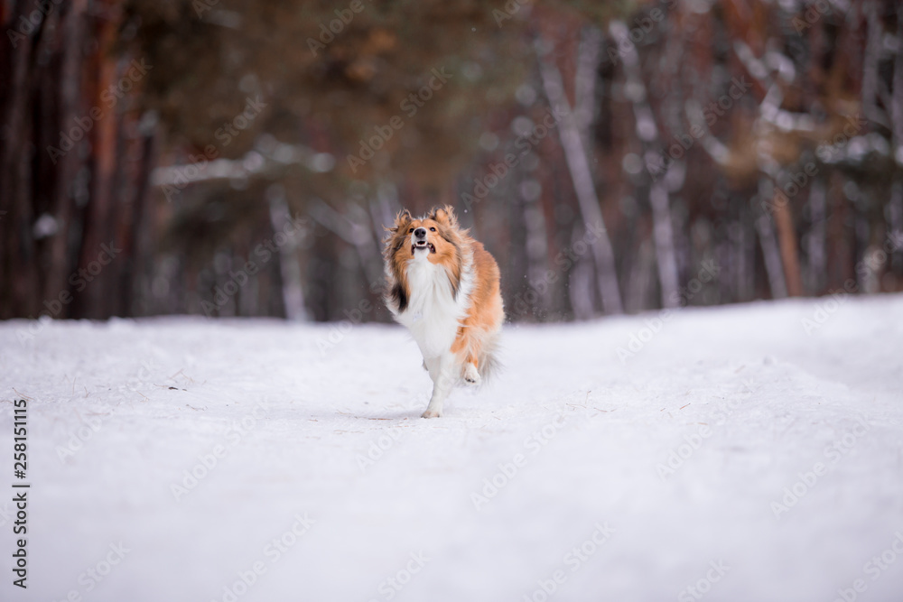 dog, white, sheltie, background, winter, portrait, cute, beautiful, park, nature, forest, toy, breed, red, happy, fun, outdoor, animal, cold, snow, black, funny, pet, coat, sheepdog dog, white, sheltie, background, winter, portrait, cute, beautiful, park, nature, forest, toy, breed, red, happy, fun, outdoor, animal, cold, snow, black, funny, pet, coat, sheepdog