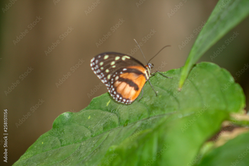 monarch butterfly, orange, brown, leaf, green monarch butterfly, orange, brown, leaf, green