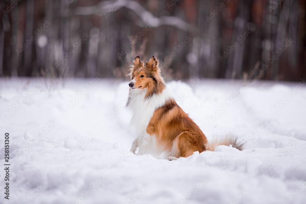 Sheltie dog in the winter forest Sheltie dog in the winter forest