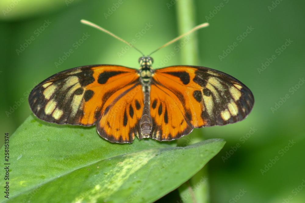 monarch butterfly, orange, brown, leaf, green monarch butterfly, orange, brown, leaf, green