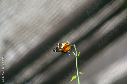 monarch butterfly, orange, brown, leaf, green