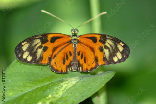 monarch butterfly, orange, brown, leaf, green © Becky