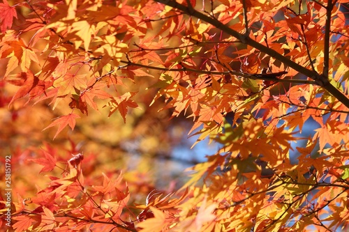 Autumn foliage in Japan