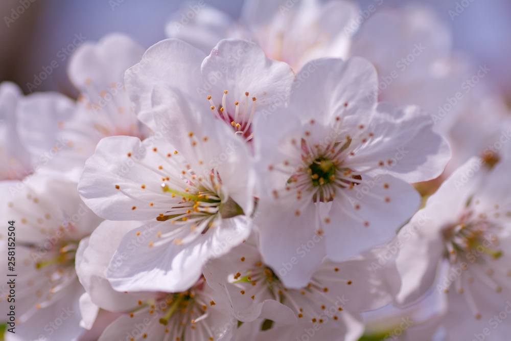 Branches of blossoming apricot macro