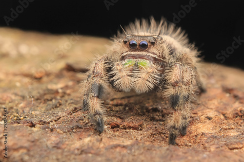 Jumping spider hyllus diardi asian borneo