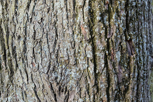 Fototapeta Naklejka Na Ścianę i Meble -  bark of a tree with moss