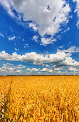 Wheat ears and cloudy sky