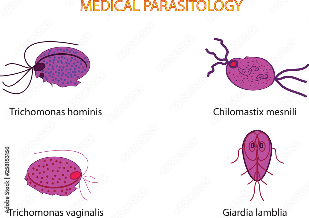 Trichomonas Hominis" Images – Browse 2 Stock Photos, Vectors, and Video |  Adobe Stock
