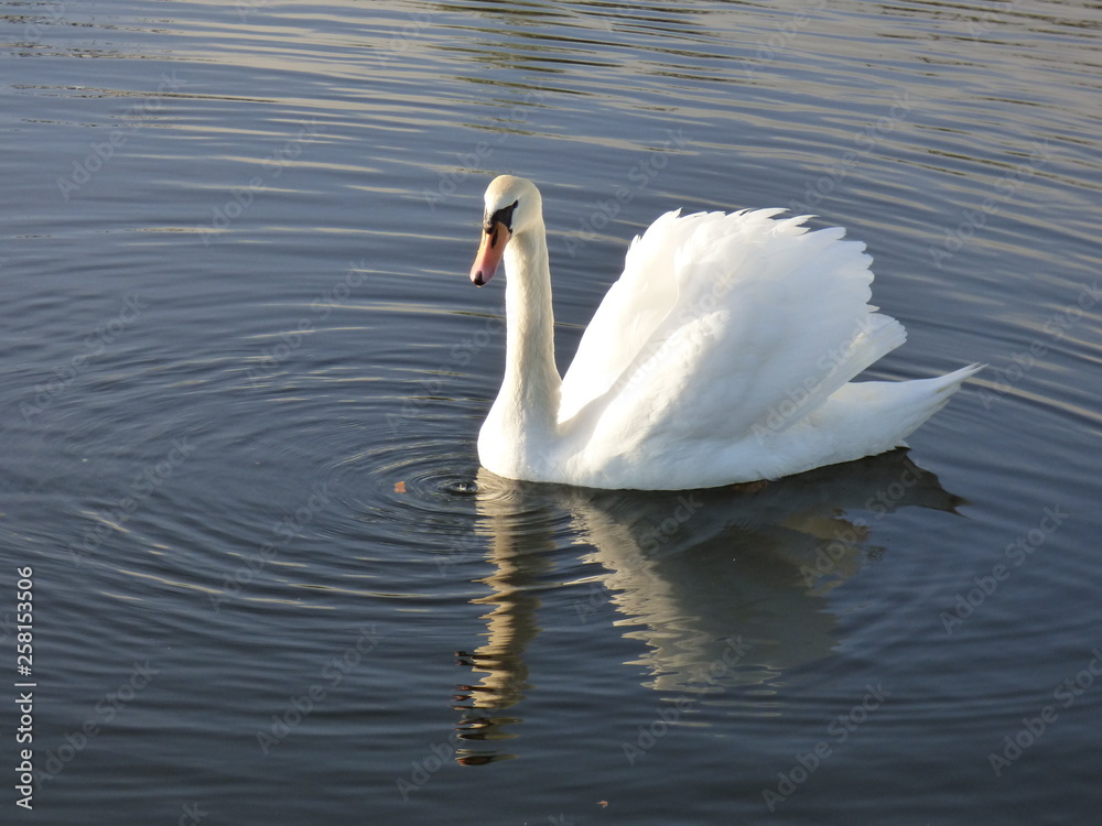 Fototapeta premium cygnes