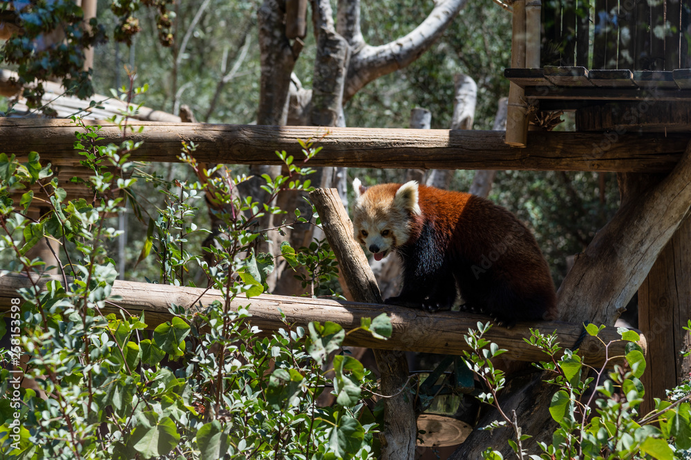 Fototapeta premium Red panda on a tree with green leaves. 