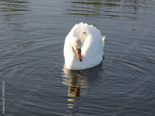 Fototapeta Naklejka Na Ścianę i Meble -  cygnes