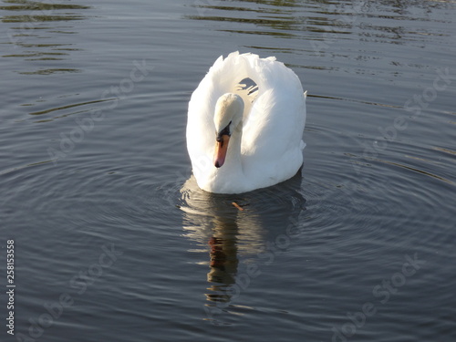 Fototapeta Naklejka Na Ścianę i Meble -  cygnes