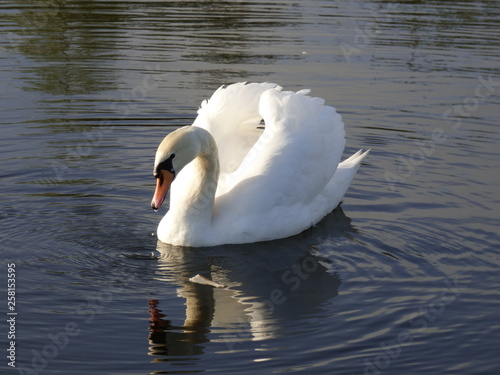 Fototapeta Naklejka Na Ścianę i Meble -  cygnes