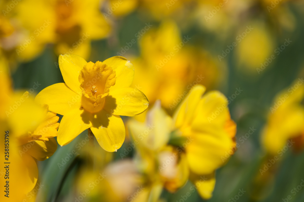 closeup of yellow daffodils in a public garden closeup of yellow daffodils in a public garden