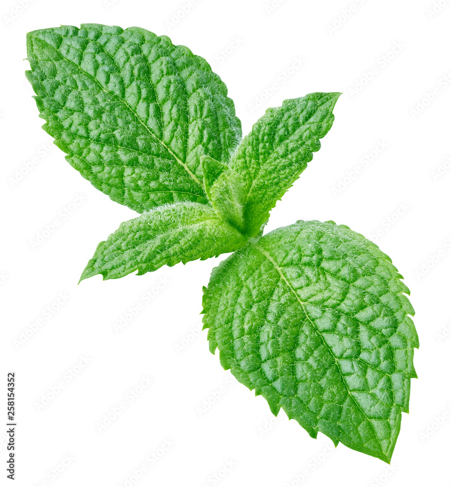 Fresh mint isolated Clipping Path Fresh mint isolated Clipping Path