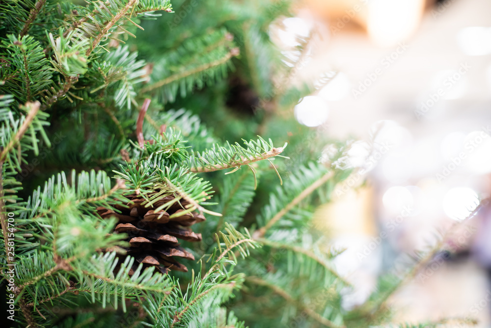 Fototapeta premium Close up of christmas tree with pine fruit blurred background
