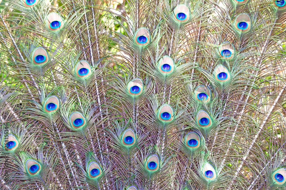 Obraz premium Peacock Feathers