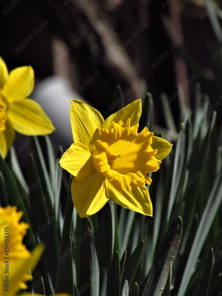yellow daffodils in the garden yellow daffodils in the garden