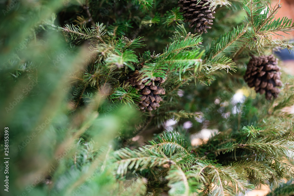 Close up of christmas tree with pine fruit blurred background Close up of christmas tree with pine fruit blurred background