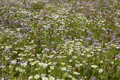 Bauerngarten