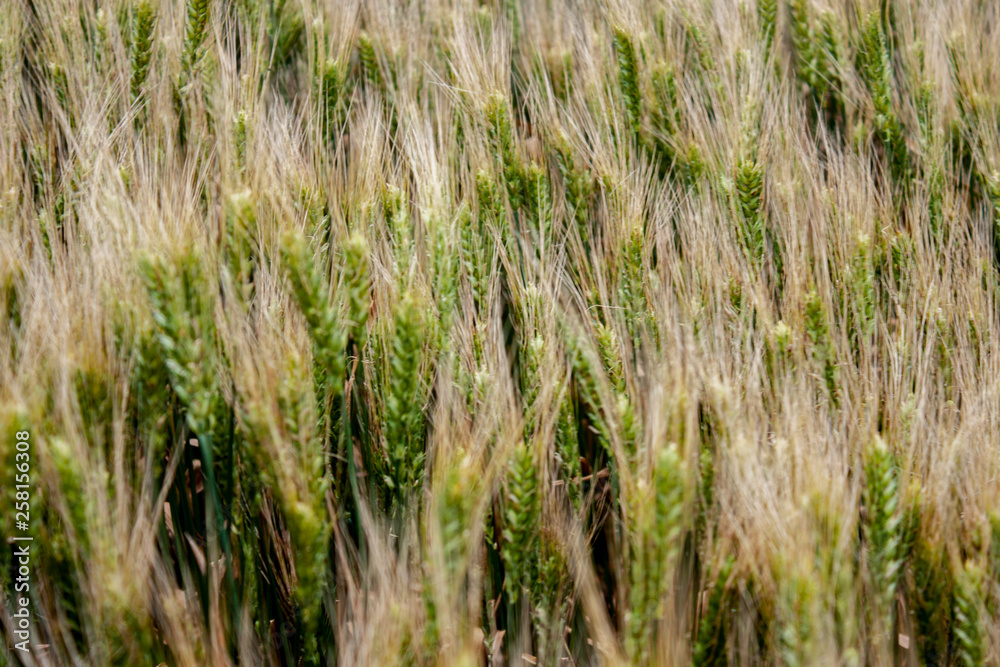 Obraz premium Wheatfield with a great harvest. Panorama of a wheat field on a summer day.