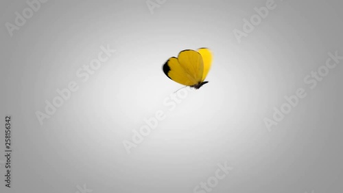 Eurema Brenda Yellow Butterfly Flying on a Blue Screen. Two Beautiful 3d Animations. 2nd the butterfly flies not so close to the camera 4K Ultra HD 3840x2160. Look For More Options In My Portfolio photo