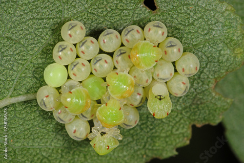 Palomena prasina Grüne Stinkwanze, Eier, Larven DE, NRW , Leverkusen 24.06.2014 photo