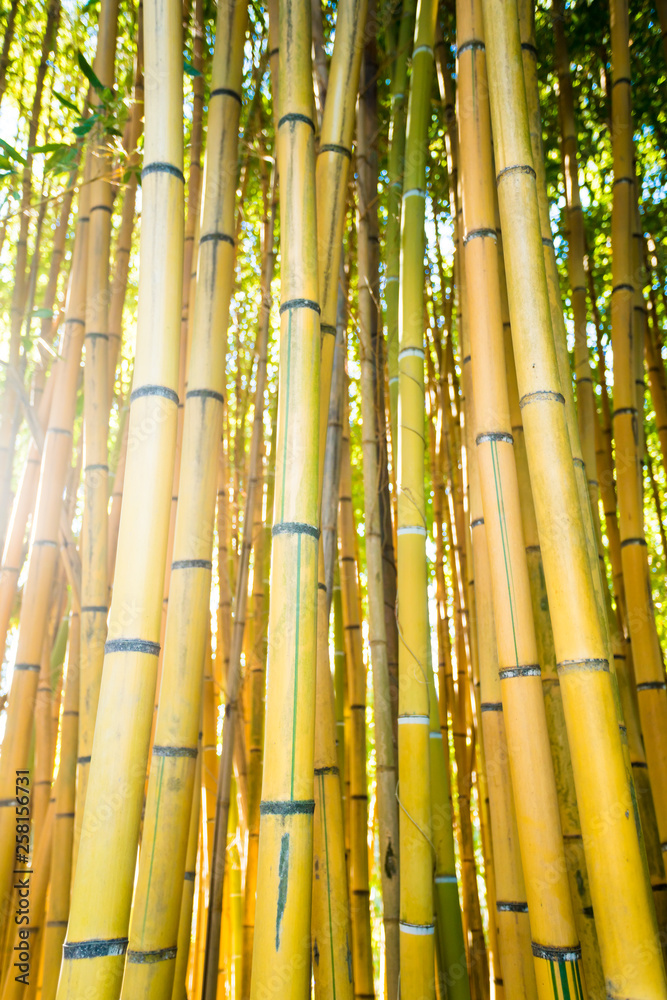 Obraz premium Bamboo forest. Natural background