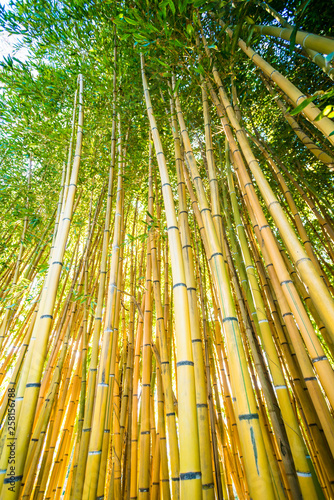 Bamboo sprouts forest
