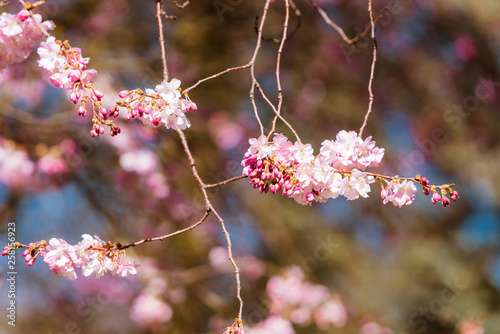 bloom in spring, spring flowers photo