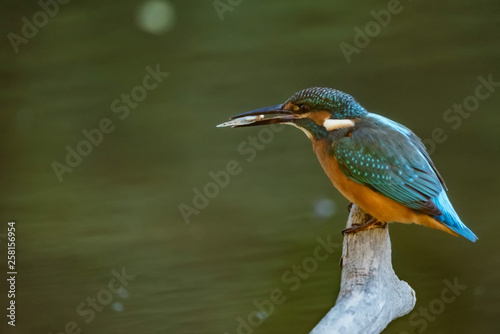 Kingfisher or Alcedo atthis with insect in beak perches on branch © Yakov