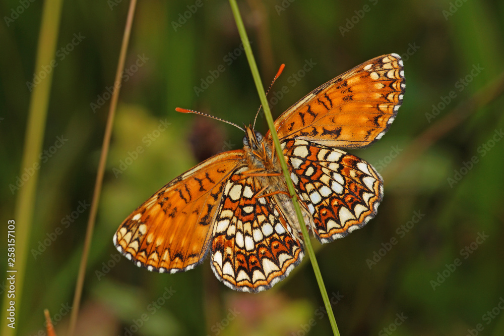 Melitaea diamina (LANG, 1789) Baldrian-Scheckenfalter DE, BY, Füssen, Galgenbichl 13.07.2014 Melitaea diamina (LANG, 1789) Baldrian-Scheckenfalter DE, BY, Füssen, Galgenbichl 13.07.2014