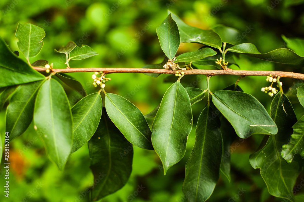 Fresh green leaves background. Close up of green leaves hanging on the branches with blurry background. Fresh nature concept for copy space and designer. Fresh green leaves background. Close up of green leaves hanging on the branches with blurry background. Fresh nature concept for copy space and designer.