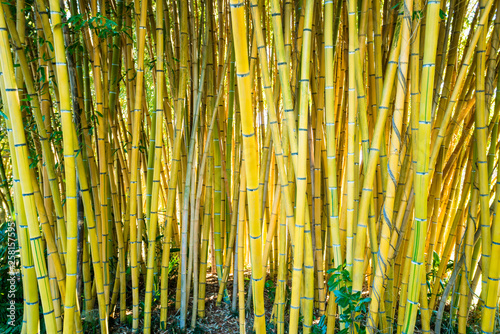 Bamboo forest.  nature background