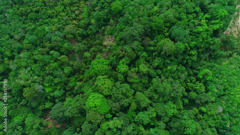 Top down Aerial view Drone flying shot of tropical Rainforest Beautiful nature summer background, Footage 4K resolution Top down Aerial view Drone flying shot of tropical Rainforest Beautiful nature summer background, Footage 4K resolution