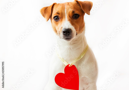 Dog on white background with red heart © Zhurkovich Ekaterina