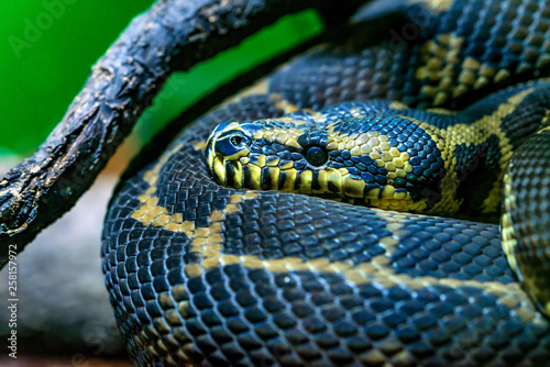 Close up Yellow Anaconda or Eunectes notaeus