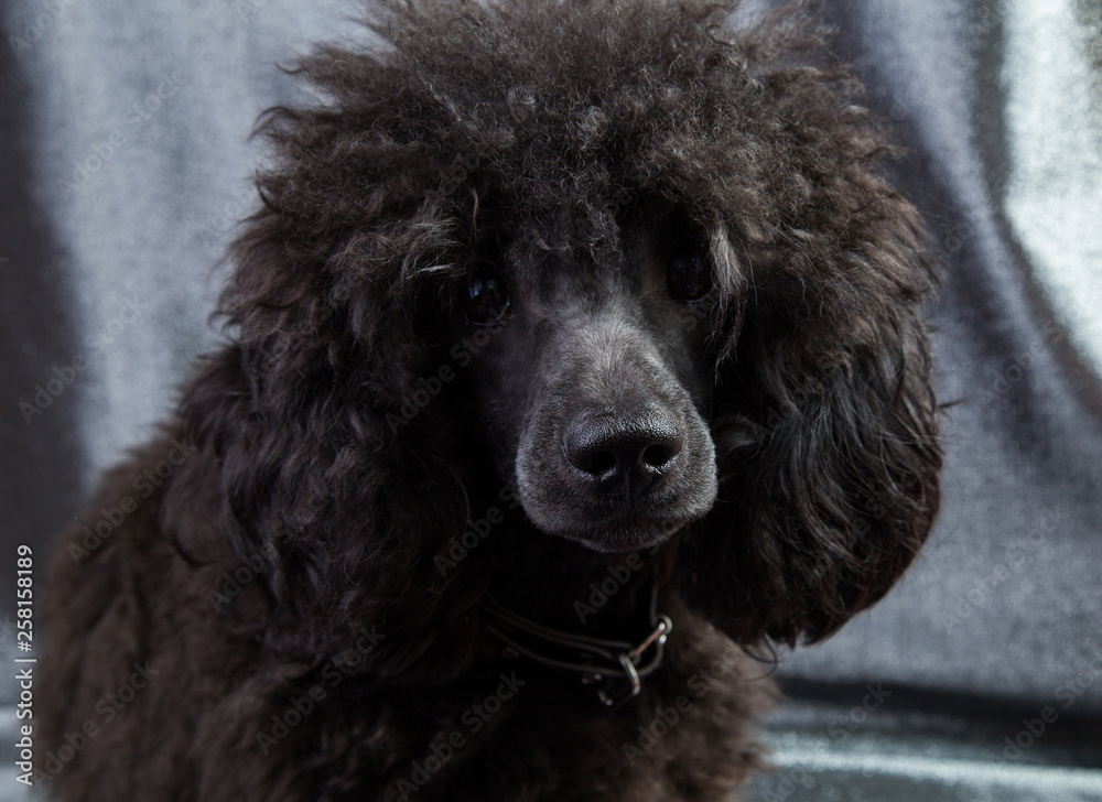 dog portrait of a poodle, black, curly and shaggy dog portrait of a poodle, black, curly and shaggy