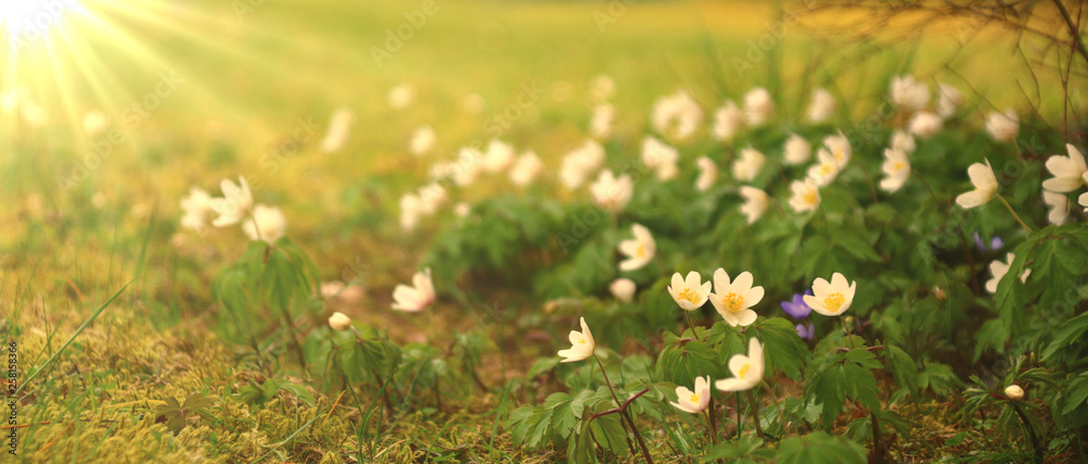 Fototapeta premium frühlingsstimmung im garten
