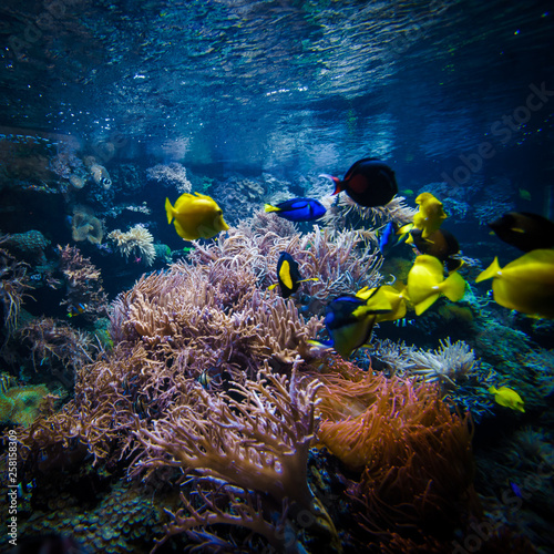 Fototapeta Naklejka Na Ścianę i Meble -  underwater coral reef landscape  with colorful fish